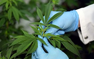 维州将建医用大麻大型生产基地
