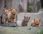 为什么小猫会吃草？