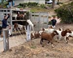 PVE雇山羊除草 警告游客别打扰其工作