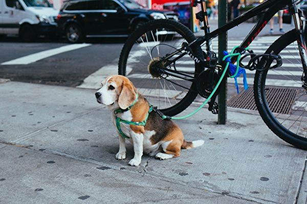 帶著寵物逛街時，你是否也會隨意將愛犬拴在街頭，暫時安置呢？看完這個流浪狗行俠仗義的故事，就知道這不是明智之舉！示意圖。（Pixabay）