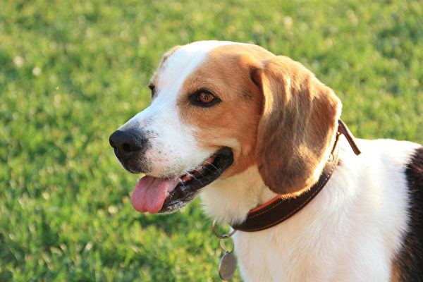 研究發現，狗能嗅出肺癌、大腸癌等癌症，而且準確率相當高。(Pixabay)