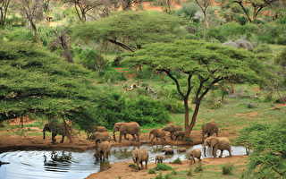 勇闯野性非洲 动物大迁移壮阔奇景