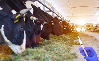牛场大量使用抗生素致超级细菌在人类爆发