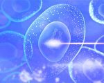 科學家找到細胞分化開關