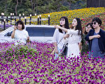組圖：韓國京畿道揚州百合公園千日紅慶典