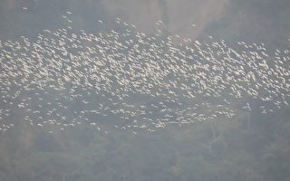 【視頻】世界級景觀萬鷺朝鳳 黃頭鷺大遷徙