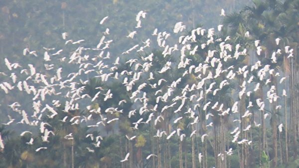 組圖：世界級景觀萬鷺朝鳳 黃頭鷺大遷徙