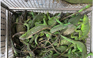 綠鬣蜥換紅豆   屏東2個月捉1317隻