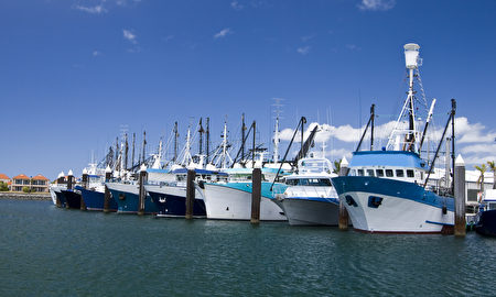 澳洲林肯港的疯鲔鱼节，便能品尝产地直送的餐点与世界上最新鲜的海鲜外，并观赏闻名世界的“鲔鱼投掷竞赛”。