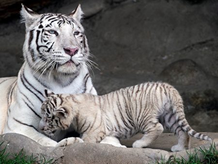 秘鲁动物园三只幼虎命名活动含罕见白虎 孟加拉虎 大纪元