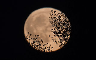 中秋夜 加拿大上空将现多年未见“收获月”
