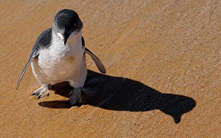 新西兰企鹅跋涉2500公里 于澳洲获救