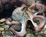 章魚在睡覺時身體迅速變色 專家：牠在做夢