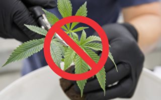 瑞柏市禁止出售娛樂大麻