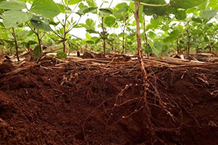 土壤微菌对植物抗病能力起关键作用 大纪元