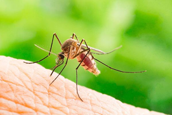 麻州今年首见西尼罗河毒蚊