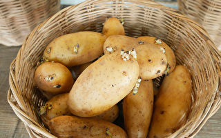 发芽或绿色马铃薯是否能吃？专家解答