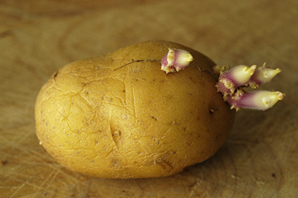 馬鈴薯發芽能吃嗎？哪些食物發芽後能吃、哪些更營養？(Shutterstock)