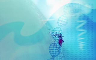 利用转基因灭蚊实验带来难料后果