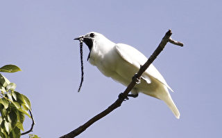 世界上最吵的鳥在巴西 叫聲高達125.4分貝