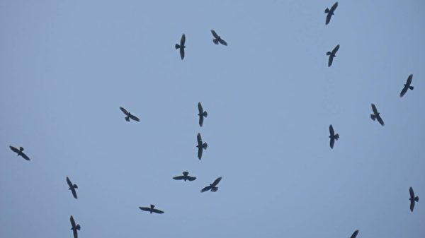 「國慶鳥」灰面鵟鷹上萬隻現身 場面壯觀