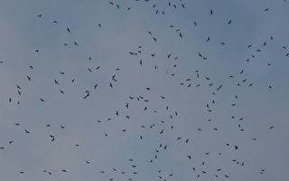 「國慶鳥」灰面鵟鷹上萬隻現身 場面壯觀