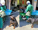 “慢慢”帮主人收信 跟邮差先生讨摸讨食