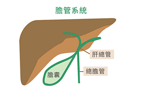 致命、少見的膽管癌在亞裔中更常見。（Wikimedia Commons/大紀元製圖）