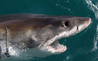 维州大白鲨死亡成谜 专家释因