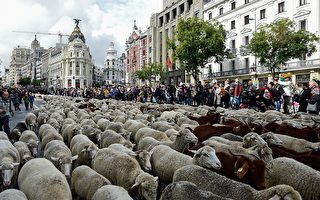 组图：年度盛会 2千只绵羊在马德里逛大街