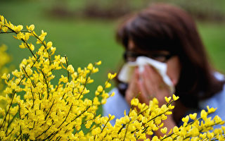 維州花粉季開始 哮喘及花粉症患者需注意