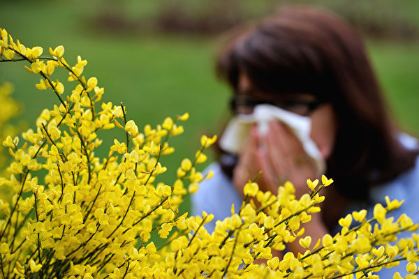 维州花粉季开始哮喘及花粉症患者需注意 墨尔本 风暴性哮喘 医生 大纪元