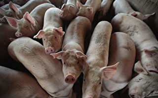 官媒称炒猪团人为制造猪瘟 被指是中共卸责