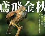「鳶飛金秋」猛禽微型特展 天際王者抽桌遊