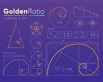 研究：人类头骨存在黄金分割比
