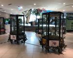 「偽裝大師」竹節蟲 「結伴出訪」新竹巨城