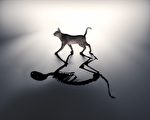 新研究窥探薛定谔猫生死叠加的量子态