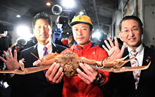 日本雪蟹拍出4.6萬美元高價 再創紀錄