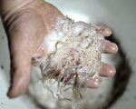 兩名中國人走私鰻魚 在法國戴高樂機場被抓