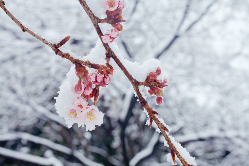 本物保証　雲南省　唐繼堯像 紅銅五十文 美品 本物保証 雲南省 唐繼堯像 紅銅五十文 美品 本物保証 雲南省 唐繼堯像