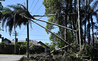 悉尼遭暴风雨重创 近3万用户翌日仍然没电