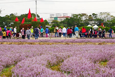 桃園仙草花節紫在楊梅  平鎮展區沒有仙草花