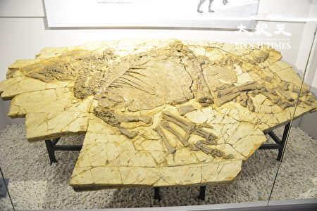 中國發現的第一具恐龍木乃伊「鸚鵡嘴龍」化石。