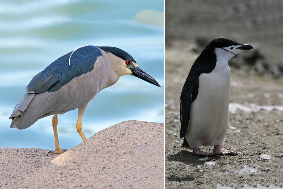 企鵝群中出現 假企鵝 聰明夜鷺天天混飯吃 平川動物公園 暗光鳥 鹿兒島 大紀元