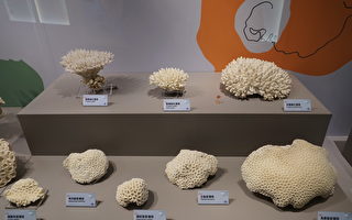 造礁生物地景奇觀 科博館「眾志成城」特展