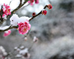 五律：大雪