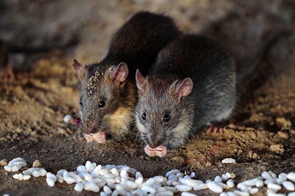 鼠疫爆發地內蒙錫林郭勒 八九月已老鼠成災