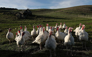 中共海关总署称即日解除对美禽肉进口限制