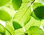 人造绿叶吸收CO2 生成燃气