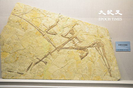 窺探古生物化石寶庫 科博館熱河生物群特展